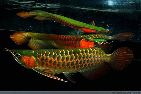 龍魚繁殖|龍魚成魚性別觀察及繁殖關鍵 